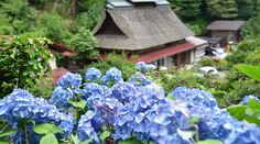 blue flowers are growing in front of a small building with a thatched roof on top