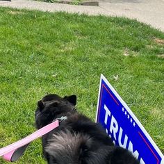 The Oval Pawffice® 🇺🇸 on Instagram: "🐾 This is our last chance to save our country. The guardrails around Trump are totally gone. He is unhinged, unstable, and he wants unchecked power. Vote, vote, vote! Meowooooof! #KamalaForFreedom 💙🇺🇸

——————————————————————————————
#ITheOvalPawffice #Commander #Willow #Poppet #Cece #FirstCat #FirstDog #FirstRabbit #DOTUS #COTUS #AdoptDontShop #WhiteHouse#KamalaForPresident #KamalaHarris2024 #YesWeKam #BidenPets #BidenDog #ChampAndMajor #GSD #FirstPets #AdoptShelterPets #AdoptBlackCats #EmptyTheShelters" He Wants, Last Chance, Black Cat, Adoption, This Is Us