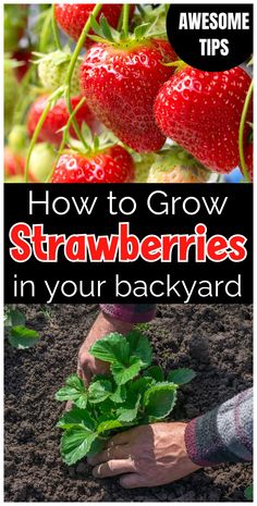 strawberries growing in the garden with text overlay reading how to grow strawberries in your backyard