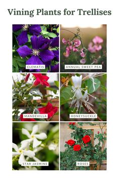 various types of flowers with the words vine plants for trellises written below them