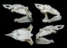 four different types of animal skulls on a black background, with one skull showing teeth and the other looking like an alligator's head