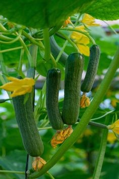 cucumbers growing on the plant with yellow flowers