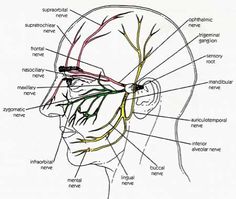 Anatomy Revision, Anatomy Exercise, Maxillary Nerve, Dental Medicine, Spinal Fluid, Bells Palsy, Facial Anatomy