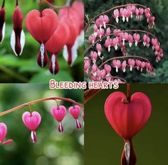 Poisonous Flowers, Pretty Flowers Pictures, Plant Fungus, Boquette Flowers, Flower Meanings, Nothing But Flowers, Flower Therapy, Flower Names, Language Of Flowers