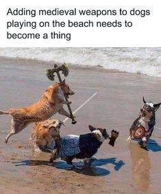 three dogs are playing on the beach and one dog is holding a stick in it's mouth