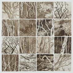 nine different types of trees in brown and white