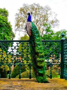 a peacock standing on top of a metal fence