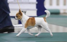 a small brown and white dog on a leash