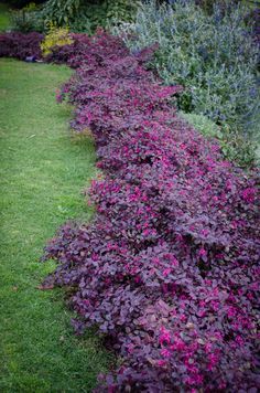 purple flowers line the edge of a garden