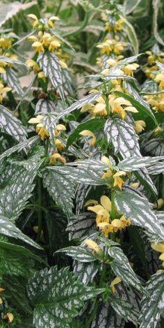 yellow flowers are blooming in the green leaves and on the ground, with water droplets all over them