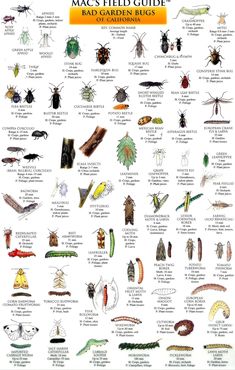 the mac's field guide is shown in white and has many different types of bugs