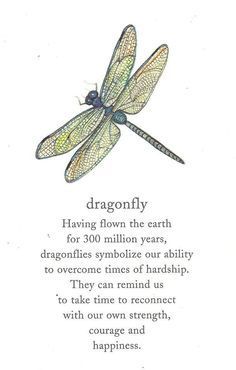 a dragonfly with the words dragonfly on it's back and an image of a