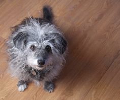 a small dog sitting on top of a wooden floor