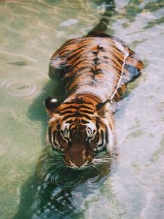 a tiger is swimming in the water