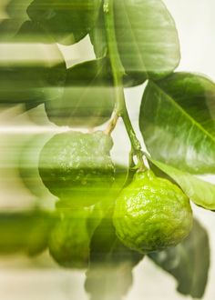 some green fruit hanging from a tree with leaves