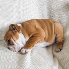 a brown and white dog laying on top of a bed