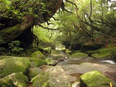 a stream running through a lush green forest filled with lots of mossy rocks and trees