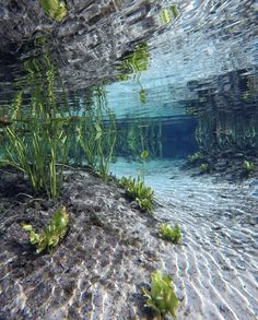 an underwater view of some plants and water