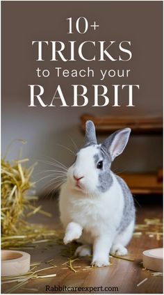 10+ tricks to teach your rabbit, with a cute rabbit standing on its hind legs. How To Train Bunny, Tricks To Teach Your Rabbit, How To Teach Your Bunny Tricks, Bunny Tricks, Bunny Training, Caring For Rabbits, Fun Bonding Activities, Rabbit Tricks, Rabbit Training