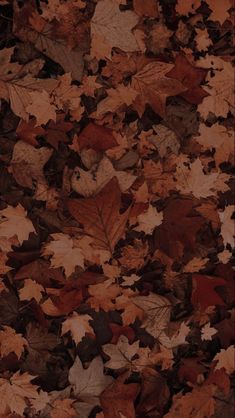 many different colored leaves on the ground