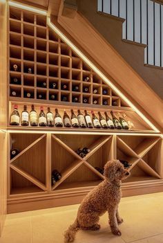 a dog sitting in front of a wine rack