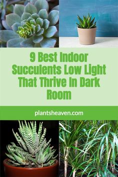 some plants that have green leaves in them and the words 9 best indoor succulents low light that arrive in dark room