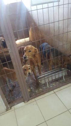 a group of dogs standing inside of a caged in area with tile flooring