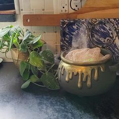 a potted plant sitting on top of a counter