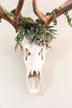 an animal skull with plants on it's antlers is hanging from the wall