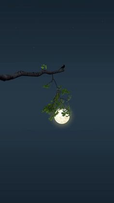 a full moon is seen behind a tree branch