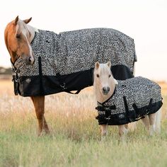 Professionals Choice Professional's Cheetah Mini Pony Equisential 1200D Winter Blanket Horse Winter Blanket, Horse Blankets Winter, Cheetah Print Design, Miniature Ponies, Equestrian Supplies, Winter Blanket, Show Cattle, Mini Pony, Leg Straps