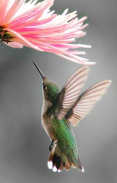 a hummingbird flying towards a pink flower