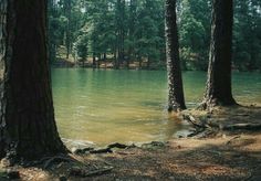 two trees are standing in the water next to each other