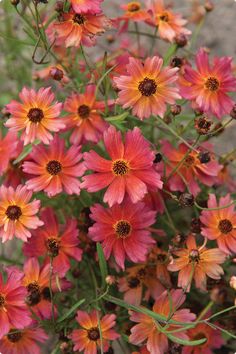 pink and yellow flowers are blooming in the garden