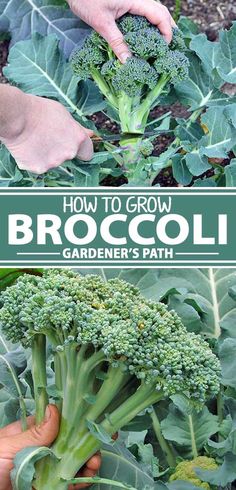 broccoli is growing in the garden and being held by someone's hands