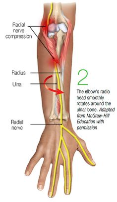 Anatomy Of The Hand, Human Anatomy Picture, Human Muscle Anatomy, Basic Anatomy And Physiology, Human Body Anatomy, Spine Health, Medical School Essentials, Muscle Anatomy