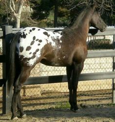 a brown and white horse standing next to a fence