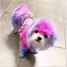 a small white dog with pink and blue fur on it's head wearing a jacket