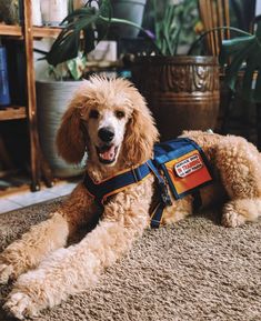 a brown poodle laying on top of a carpet