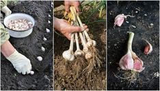 three pictures showing different stages of growing garlic in the ground, from seed to bulb