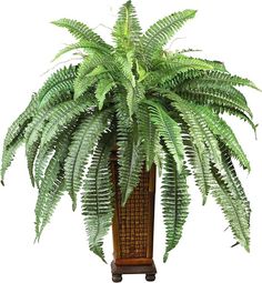 a large green plant in a wooden vase