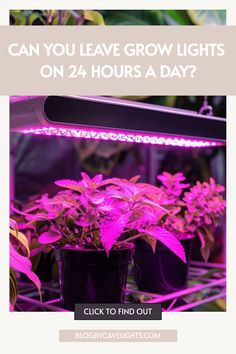 some plants that are growing in pots with the words can you leave grow lights on 24 hours