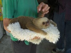 a person holding a baby sloth in their arms