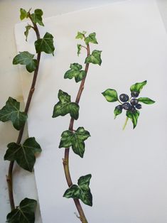 an image of a plant with leaves and berries on it