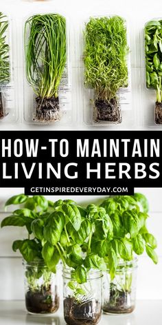 how to maintain living herbs in mason jars