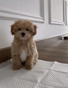 a small brown dog sitting on top of a white mattress next to a wooden floor