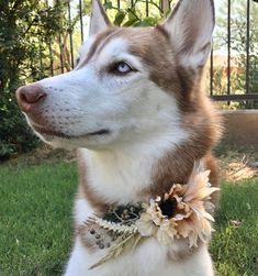 a brown and white dog wearing a flower collar