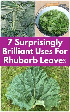 there are many different types of vegetables in the garden with text overlay that reads, 7 surprisingly brilliant uses for rhubarb leaves