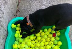 a black dog in a green bowl filled with tennis balls