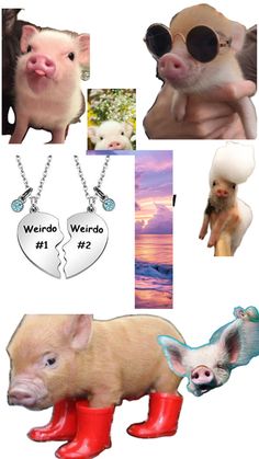 several different pictures of pigs with their names on them and the words weird world written in two